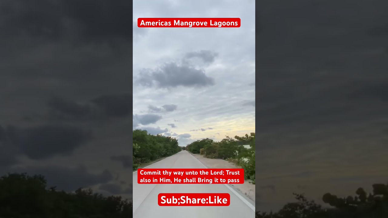 The balance of Nature by Gods Wisdom, Mangrove forest of US