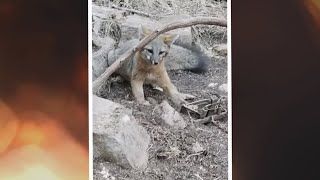 Hiker And Animal Rescuer May Face Charges For Freeing Fox From Trap