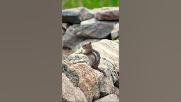 A Golden Mantled ground squirrel in Colorado 🏞️🐿️ #wildlife #nature #coloradowildlife