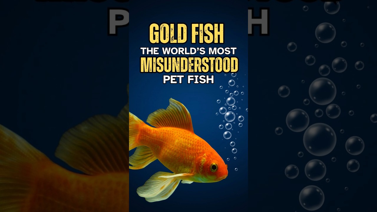 Goldfish Are Smarter Than You Think!
