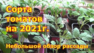 Новый посев помидоров Сорта томатов на 2021. Обзор ранее посеянных томатов, перцев, баклажанов 02.03