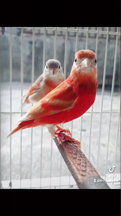 red siskin double dilute