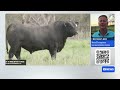 Prized Angus bull sells for $420,000, smashing Australian beef record | ABC NEWS