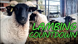 The COUNTDOWN to LAMBING UK is ON | Sheep and Market Garden UPDATE by Brimwood Farm 625 views 3 months ago 13 minutes, 43 seconds