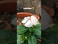 Nature’s calm in white 🤍✨#WhiteFlowers #FlowerCollection #MyGarden #GardenVibes #NatureLovers#flower