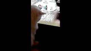 Leyla Hanım Av Yaparken