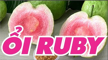 Ổi Ruby - Cây trồng nhanh ra trái DỄ CHĂM SÓC