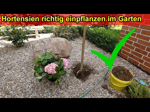 Video: Die Besten Pflanzen Für Die Vertikale Gartenarbeit. Titelliste Mit Beschreibungen Und Fotos - Seite 3 Von 7