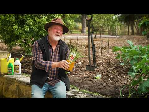 Video: Welsh Bunching Onion Info - Stelle og høste Bunching løk