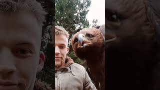 Golden Eagle Calls to the Camera || ViralHog