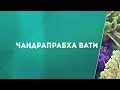 Чандрапрабха Вати - лечение мочеполовой системы. Инструкция к применению.