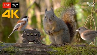 🔴 24\/7 LIVE: Cat TV for Cats to Watch 😺 Cute Birds Squirrels in the Woods 4K