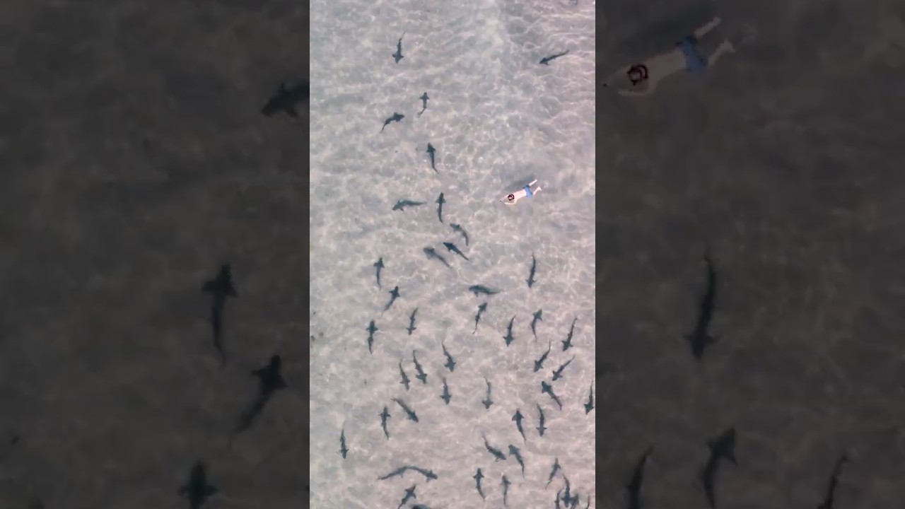 Swimming with Sharks - We Are Nature Teaser - 