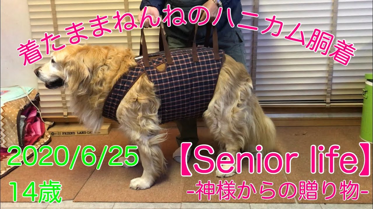 アイアンバロン 犬の介護用胴輪br/アシスタントバンド リトリバー