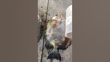 Câu cá. Lần đầu tiên câu được cá dìa khủng. #cauca #fishing