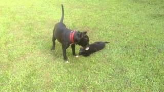 German Shepherd Zeena - First Meet with Sophie pitbull