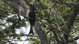 Download Lagu Fork-tailed Drongo-Cuckoo MP3 Download Lagu Fork-tailed Drongo-Cuckoo MP3