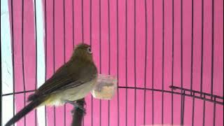 pleci gacor nembak cap cap cap cap