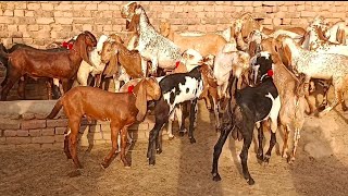 Masha Allah piur Makhi Cheney Bakry Aur Bital Bakry Altaf goat farm