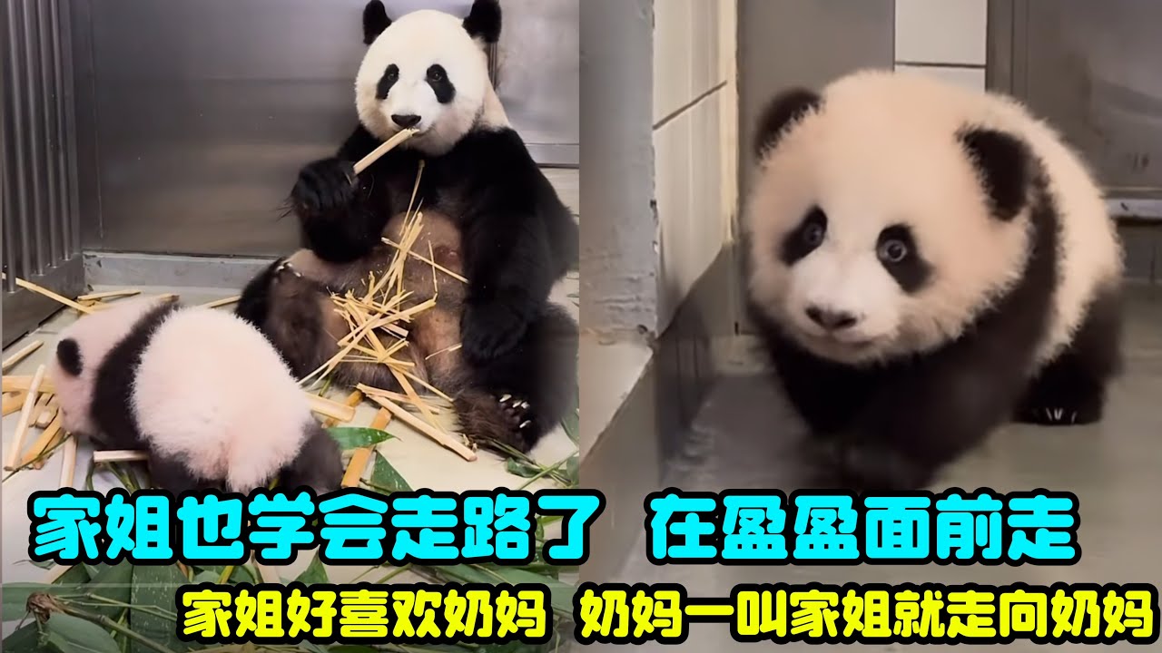 12月28日家姐学会走路了，盈盈坐在后面淡定吃竹子#大熊猫盈盈 #香港大熊猫 #大熊猫乐乐 #香港大熊猫龙凤胎 #cutepanda #판다 #giantpanda