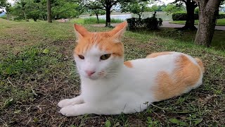野良猫「不審者発見！」パトロール中の野良猫が突然走り出した