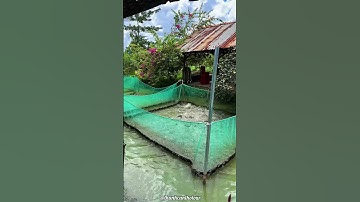 TRÌNH DIỄN CÁ LÓC BAY CỒN SƠN CẦN THƠ