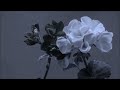 HIROBE  ~INORAN[千年花]~カバー
