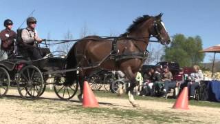 Carriage Driving