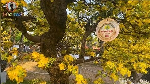 Mai Vàng 2025 || TOP Những Cây Đạt Giải Trong Hội Hoa Xuân Tao Đàn || Đức Sax