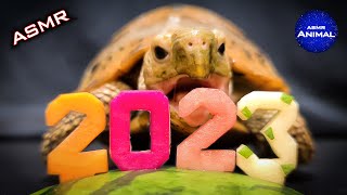 ASMR EATING 2023 MUKBANG  Turtle Tortoise 141