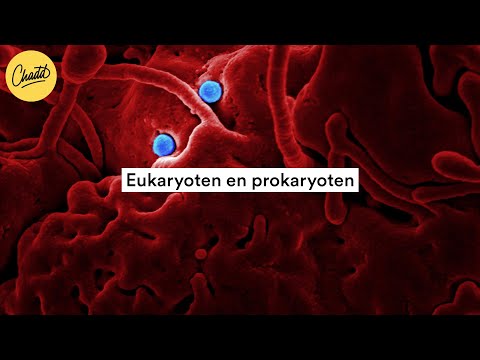 Video: Hebben prokaryoten en eukaryoten gemeen?