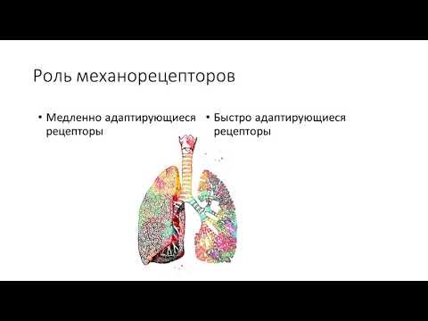 Отделы ЦНС принимающие участие в регуляции дыхания Филонов ОЛД205