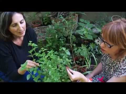 Video: Design del giardino marocchino – Suggerimenti per la creazione di un giardino marocchino