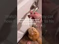 How to properly train your cat￼ #cats #cat #funnyvideo #funnycats