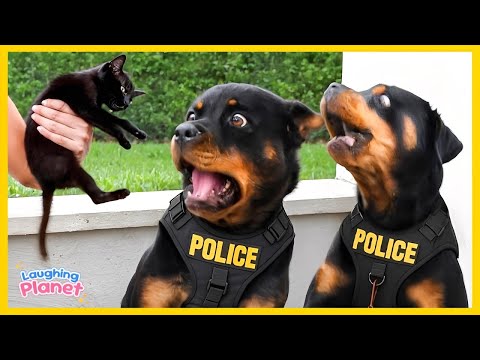 🐕🤯If you still haven’t decided to get a dog, watch this!🤣 Funniest dog ever!