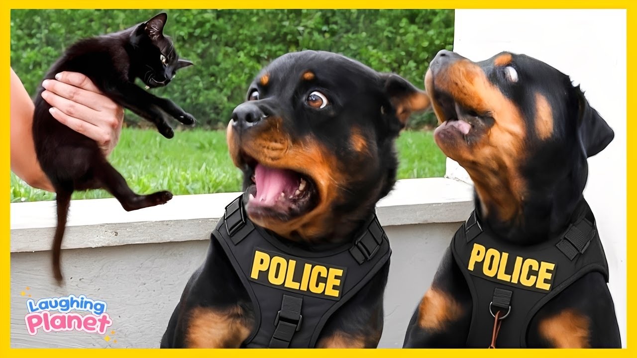 🐕🤯If you still haven’t decided to get a dog, watch this!🤣 Funniest dog ever!