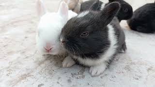 Black & white bunny video