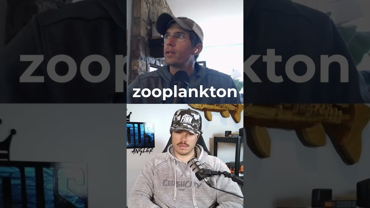 What Does the Coike Bait Mimic for Bass Fishing?