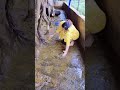 Lady Cleans Up Cow Poop By Hand