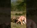 Wild Hunt: Leopard vs Antelope #wildlife #animals #shortvideo #viral #leopard #antelopes #safari