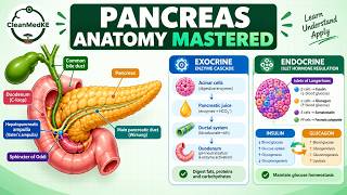 Pancreatic Anatomy In 6 Minutes