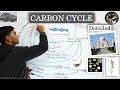 CARBON CYCLE (In Hindi) Detailed | With Diagram and Practical examples