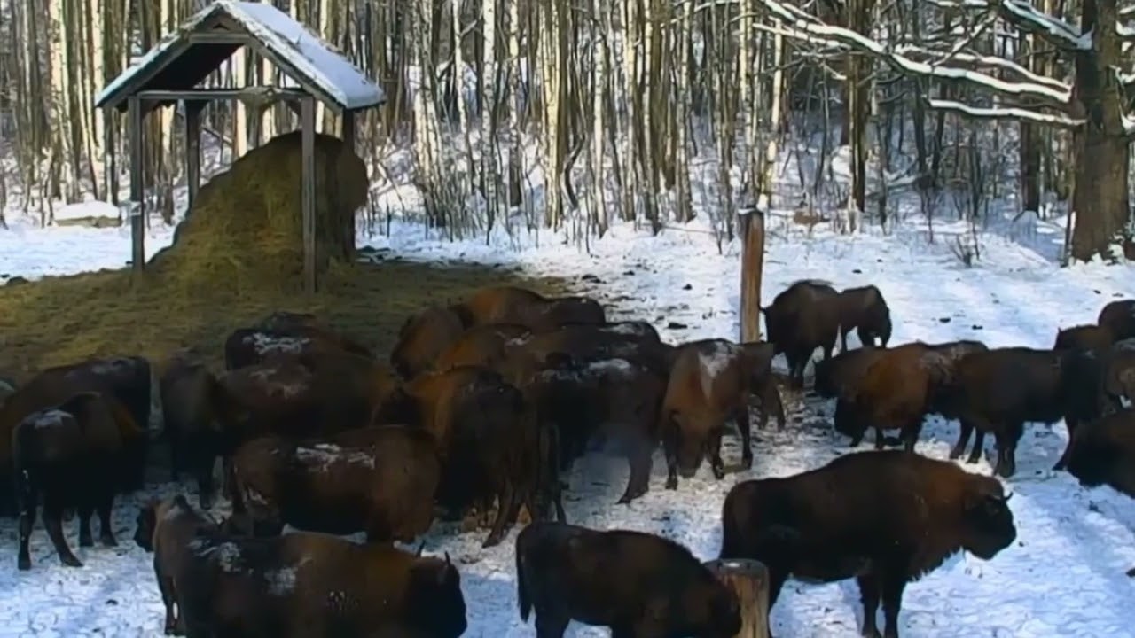 Wejście stada żubrów po uzupełnieniu karmy w korycie 16.01.2026 r