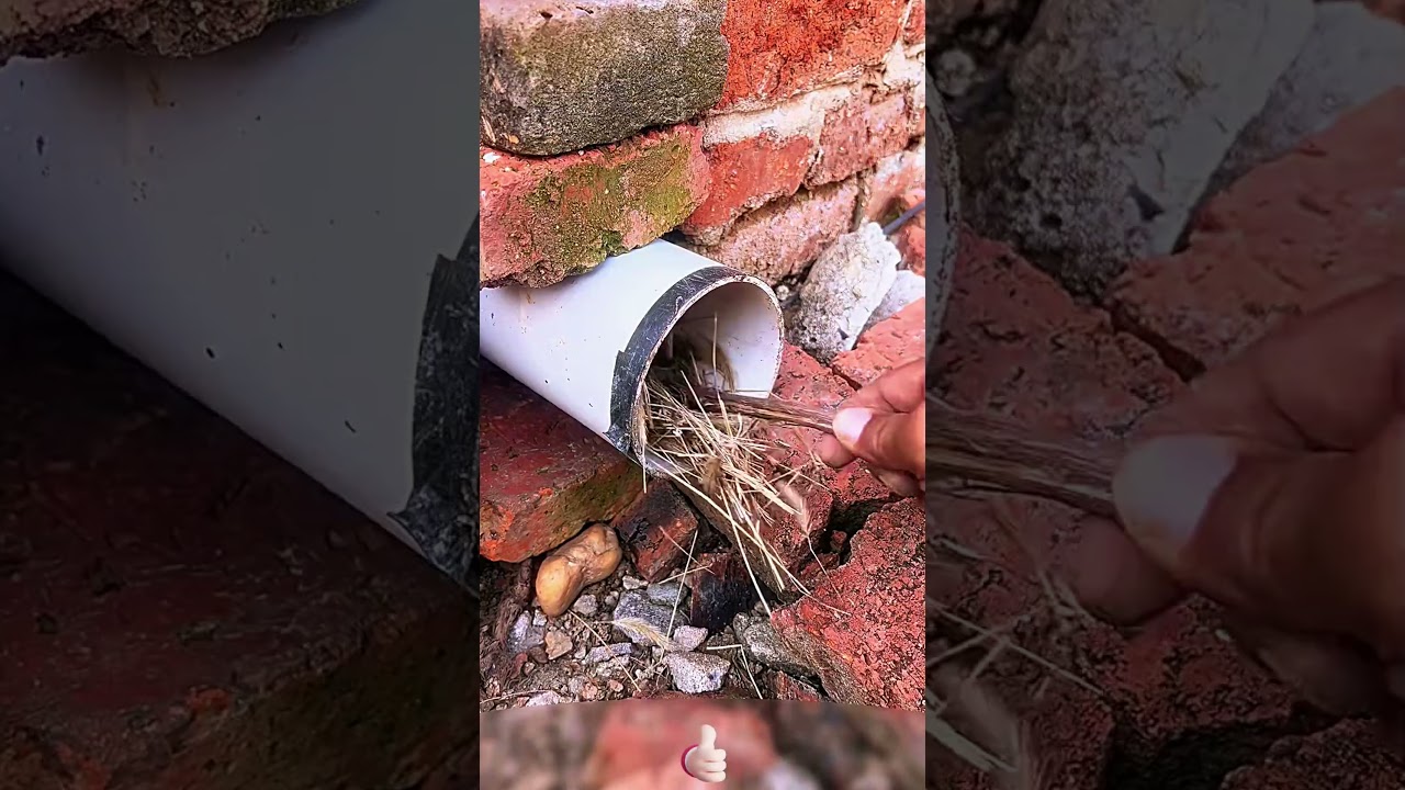 Stainless steel pipe protection net against rats and birds 🐭🐦🛡️🧊🔗