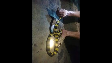 cắt tiết rắn cạp nia độc nhất việt nam