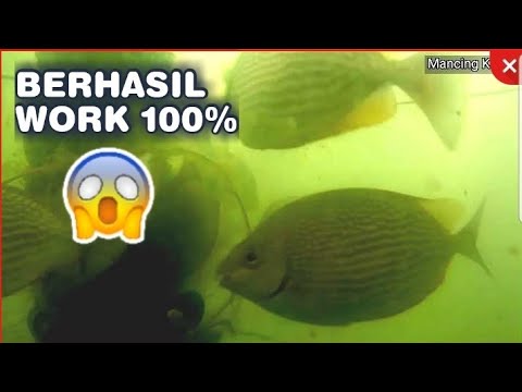 Cara Membuat Bubu Ikan Baronang