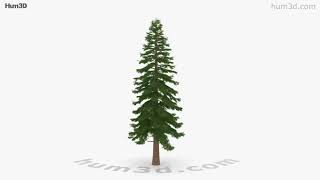 Sequoia 3D model by 3DModels.org