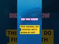Mind-Blowing Facts About Humpback Whale! #wales #cetaceans #wildlife