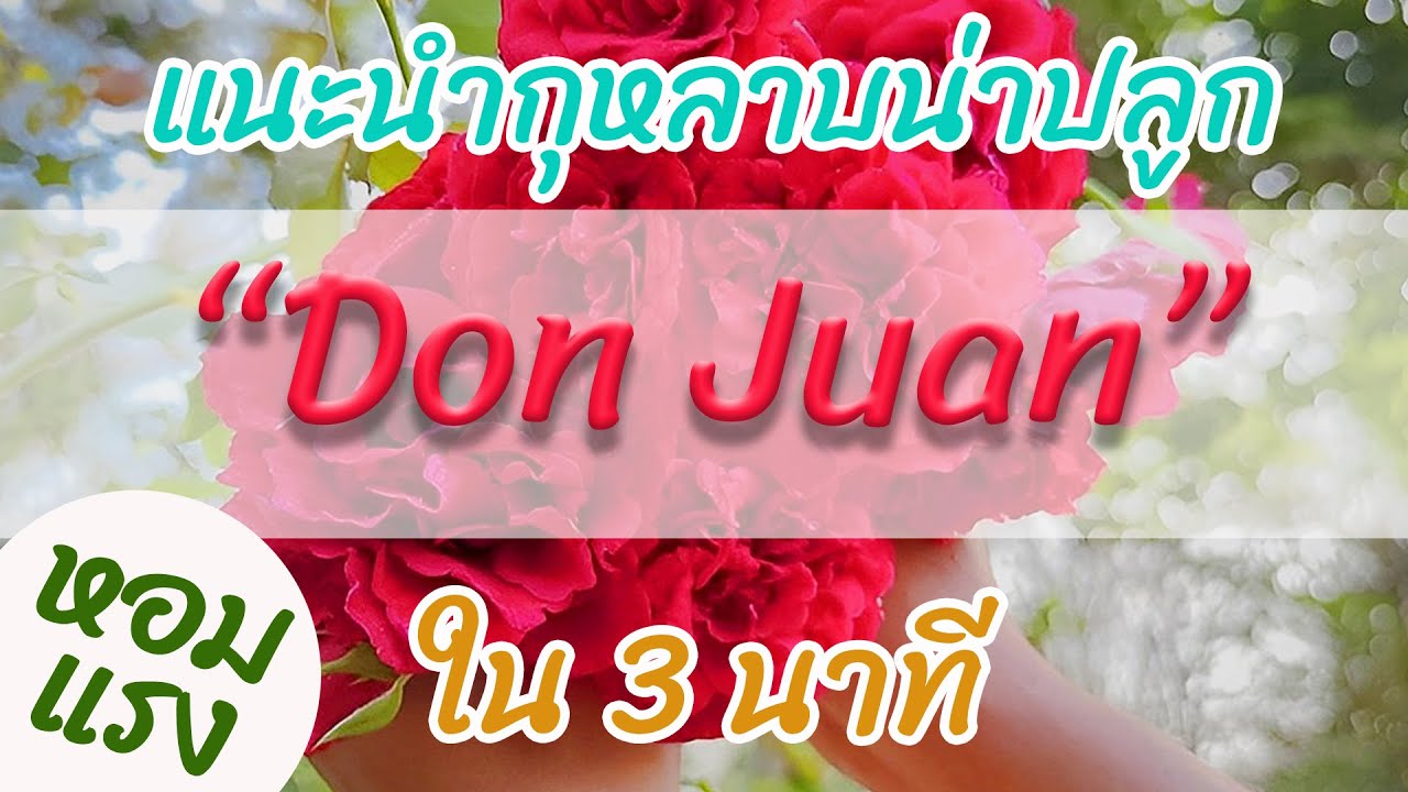 EP:2 แนะนำกุหลาบน่าปลูกใน 3 นาที  (Don Juan)