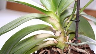 Орхидея фаленопсис после ожогов листьев